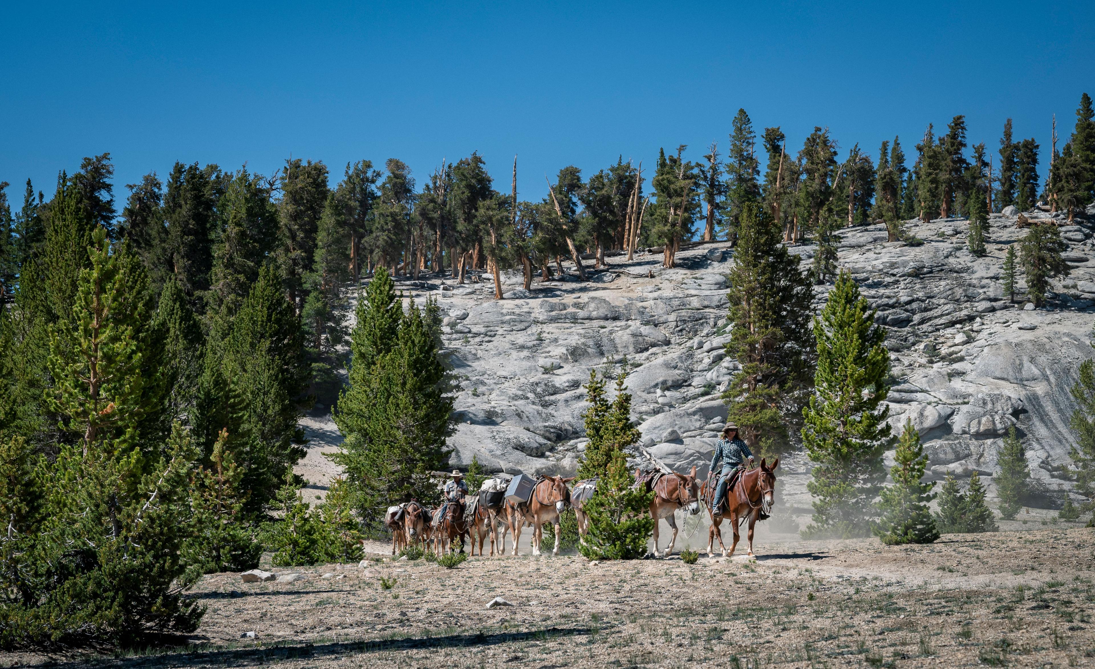 a mule train is led by a female packer in Sequoia National Park
