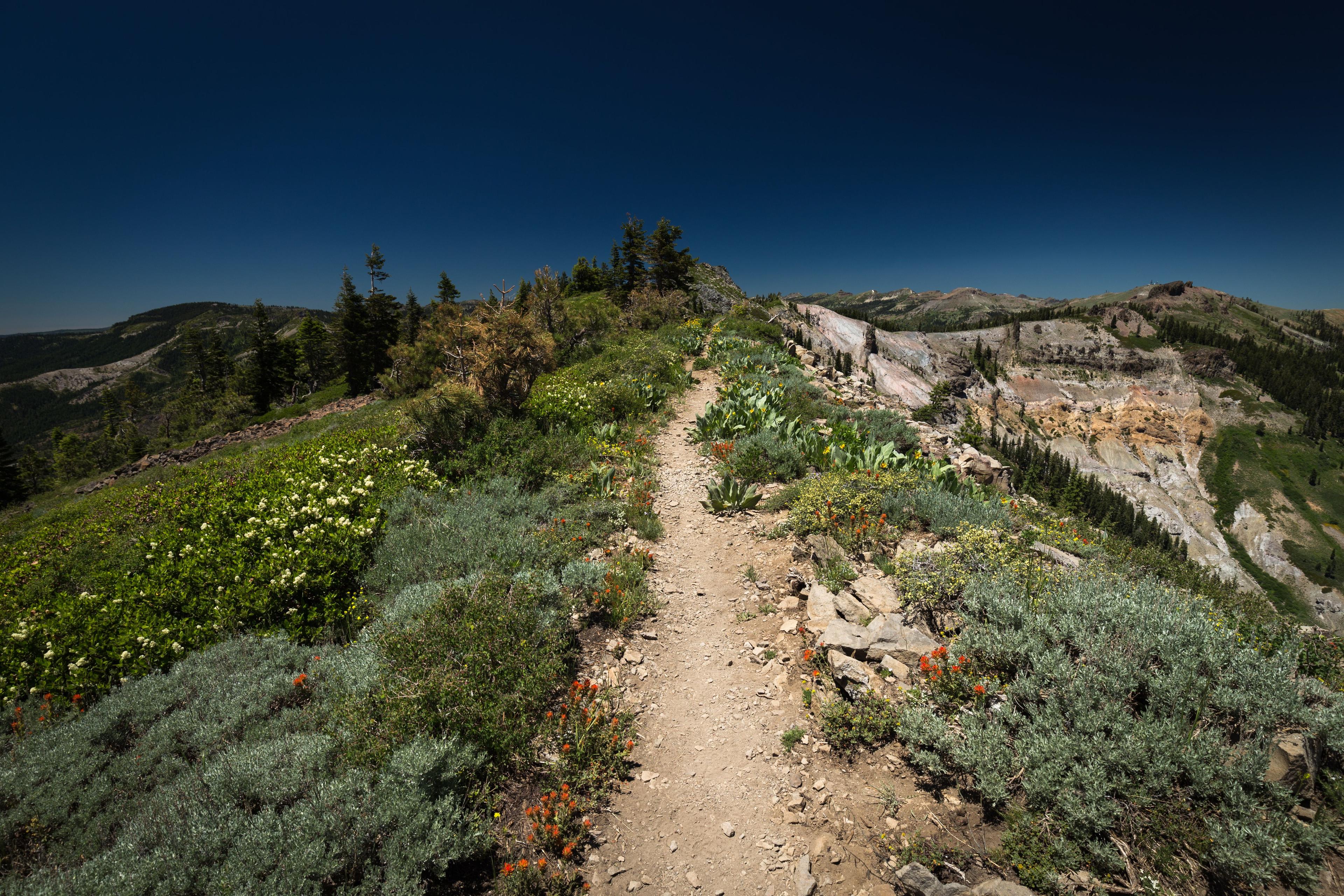 a trail on a ridge with flowers near lake tahoe